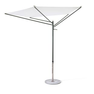  Acacia umbrella
